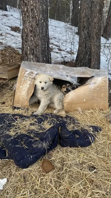 Щенки нуждаются в передержке в районе к 9 - Крупный рогатый скот в Иркутск
