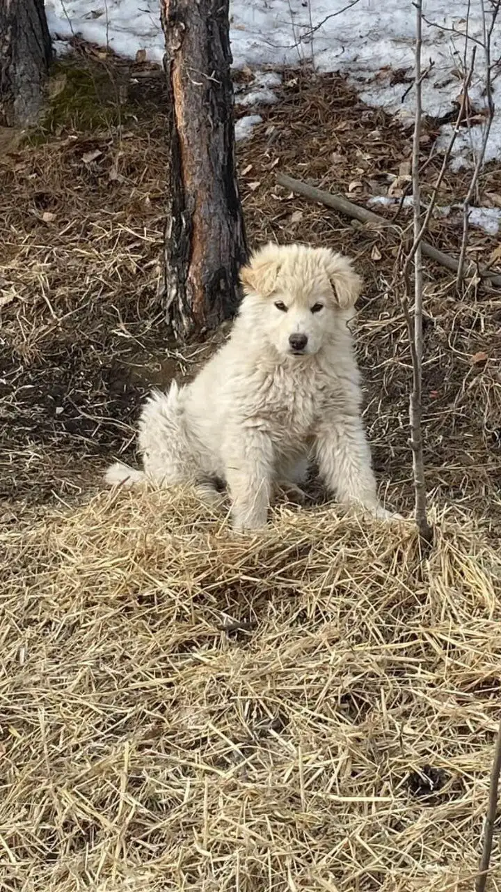 Щенки нуждаются в передержке в районе к 9 - Собаки (Животные) в Иркутск