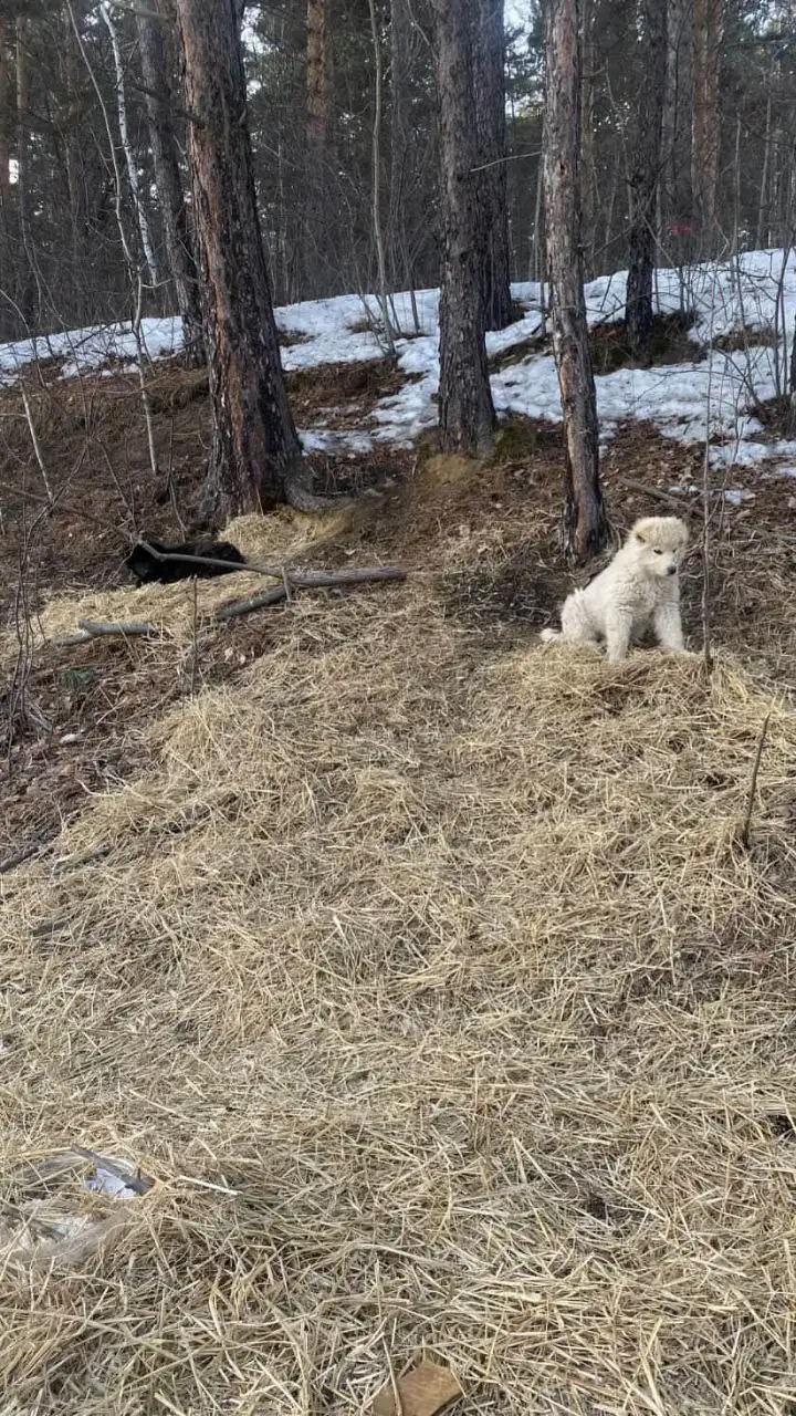 Щенки нуждаются в передержке в районе к 9 - Собаки (Животные) в Иркутск