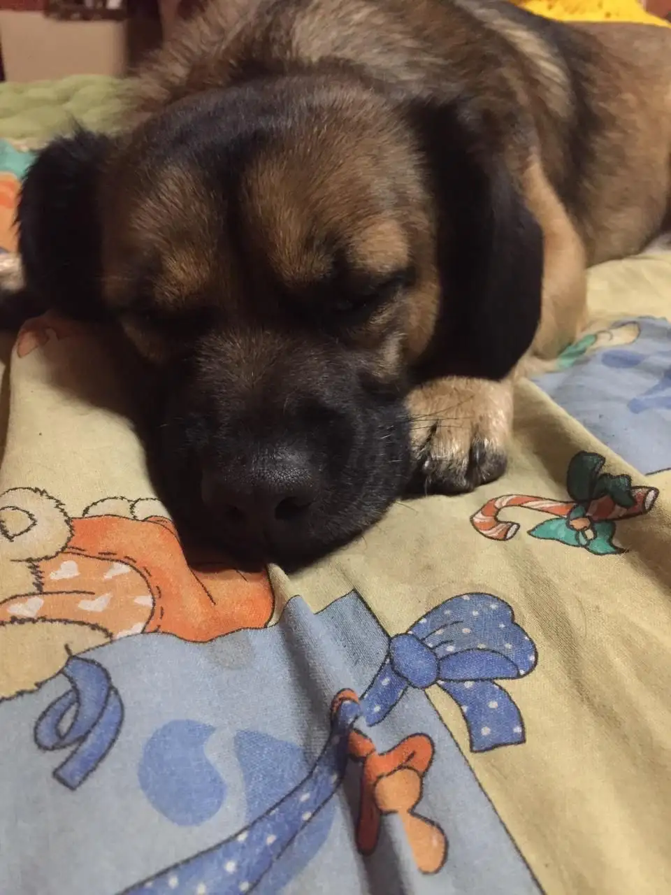 Пропала собака в Ангарске - Животные в Ангарск