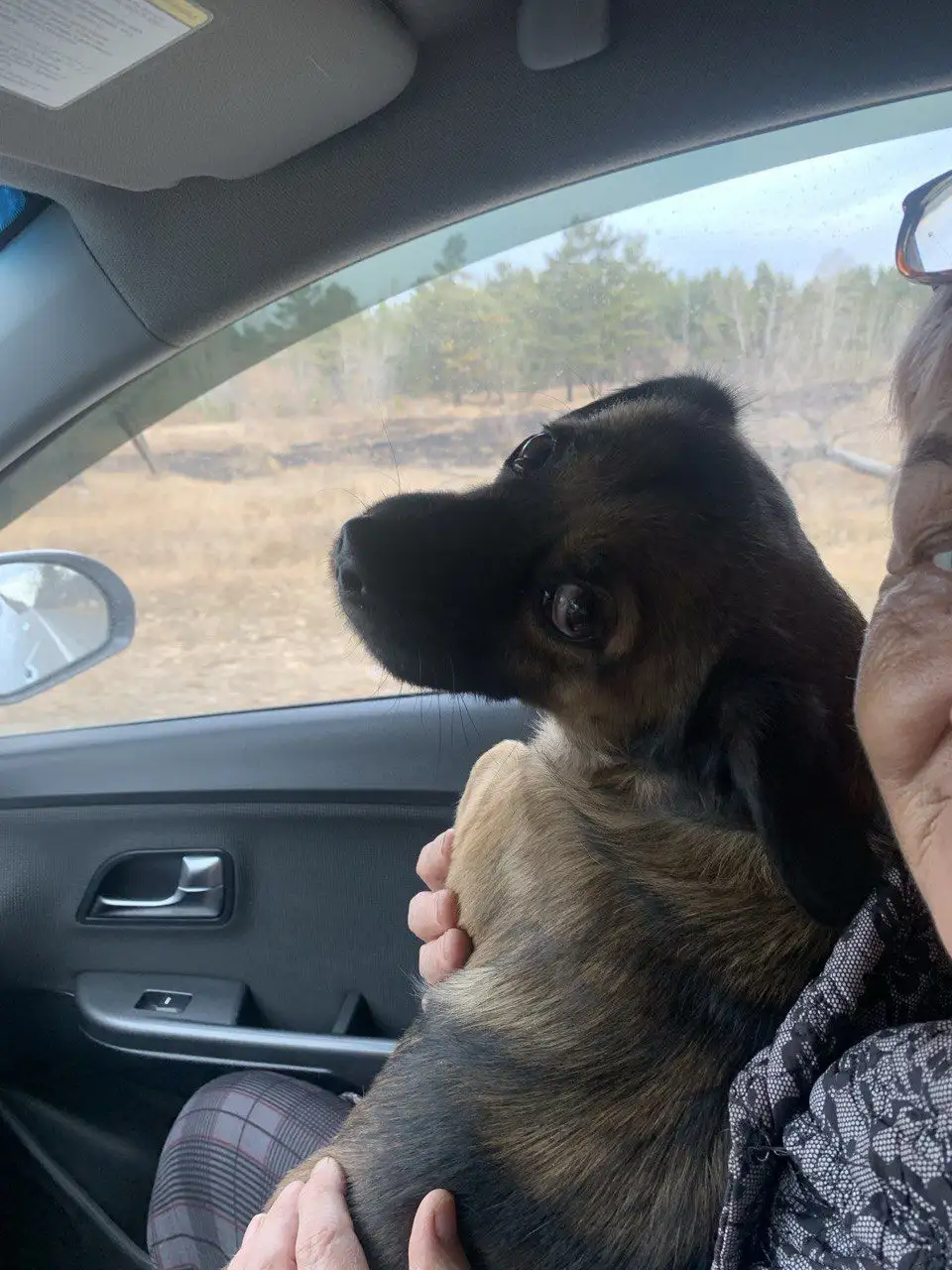 Пропала собака в Ангарске - Животные в Ангарск