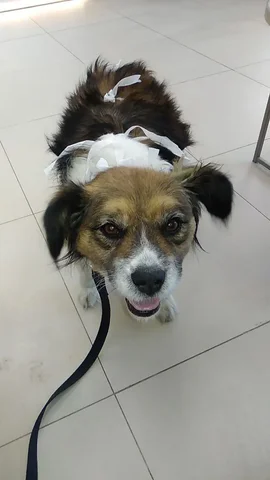 Потеряна собачка Кнопа похожая на пекинеса - Крупный рогатый скот в Иркутск