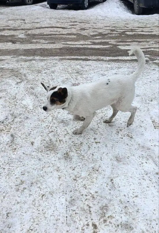 Потерянная собака в Иркутске, Солнечном - Собаки (Животные) в Иркутск