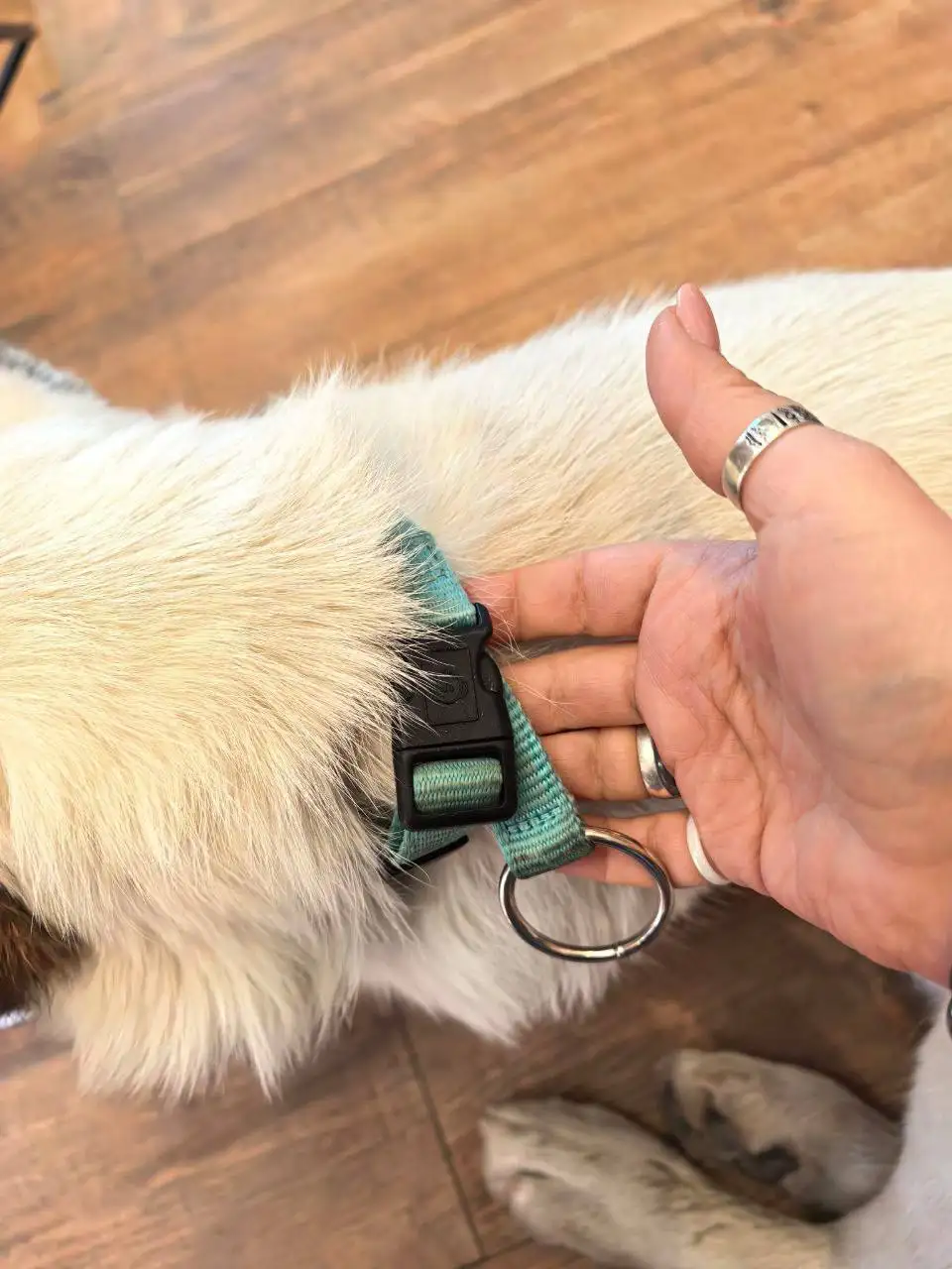 Потерянная собака в Иркутске, Солнечном - Собаки (Животные) в Иркутск