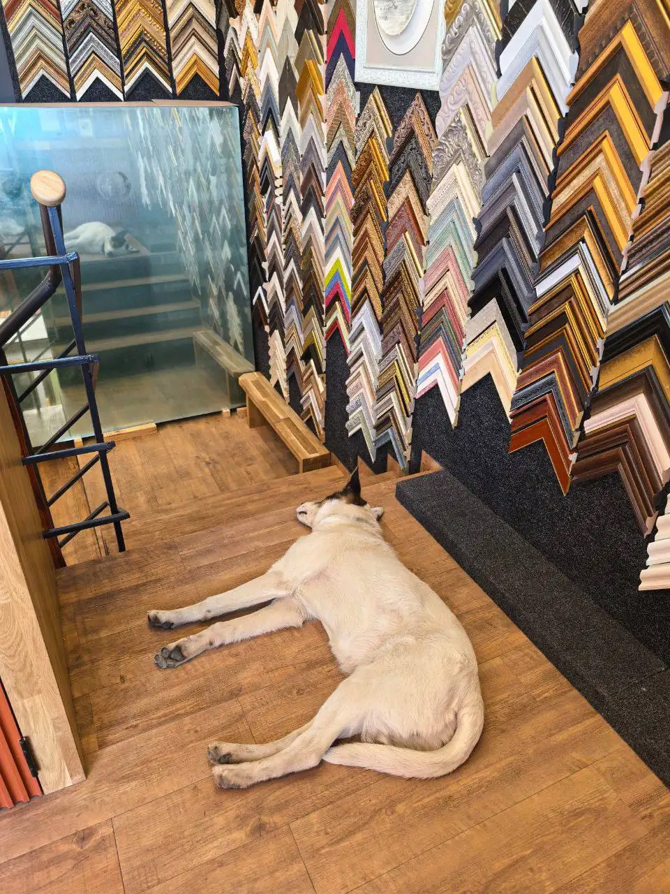 Потерянная собака в Иркутске, Солнечном - Собаки (Животные) в Иркутск