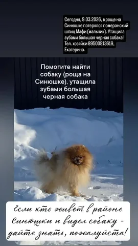 Потеряшка Иркутск - Крупный рогатый скот в Иркутск