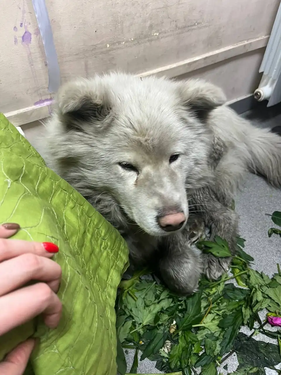 ПОТЕРЯШКА ИРКУТСК ЖИВОТНЫЕ - Потерянные животные (Животные) в Иркутск