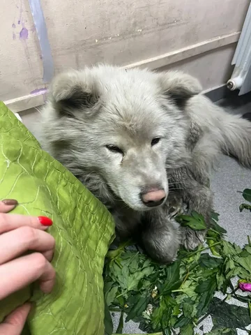 ПОТЕРЯШКА ИРКУТСК ЖИВОТНЫЕ - Крупный рогатый скот в Иркутск