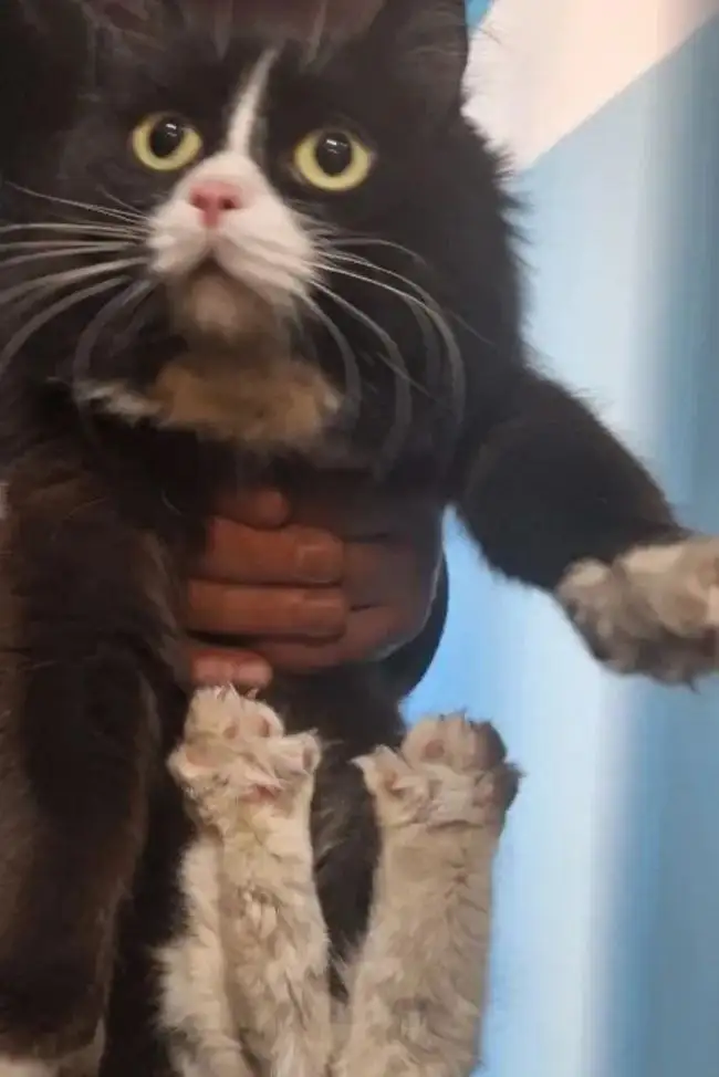 Найденная кошечка в Ангарске ищет хозяина или передержку - Кошки (Животные) в Ангарск