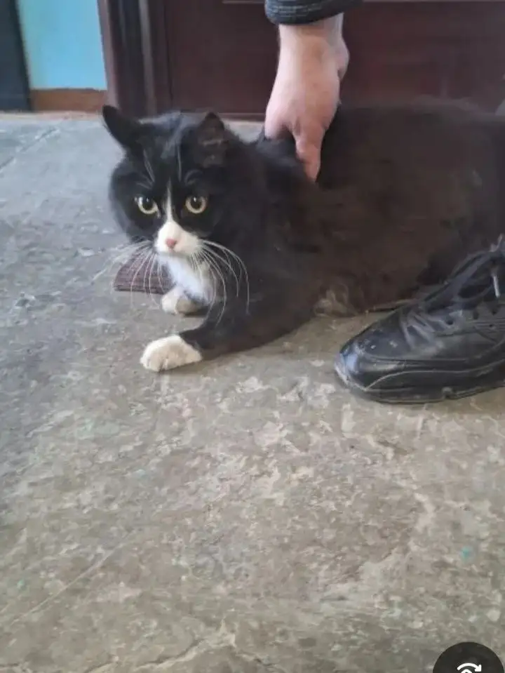 Найденная кошечка в Ангарске ищет хозяина или передержку - Кошки (Животные) в Ангарск