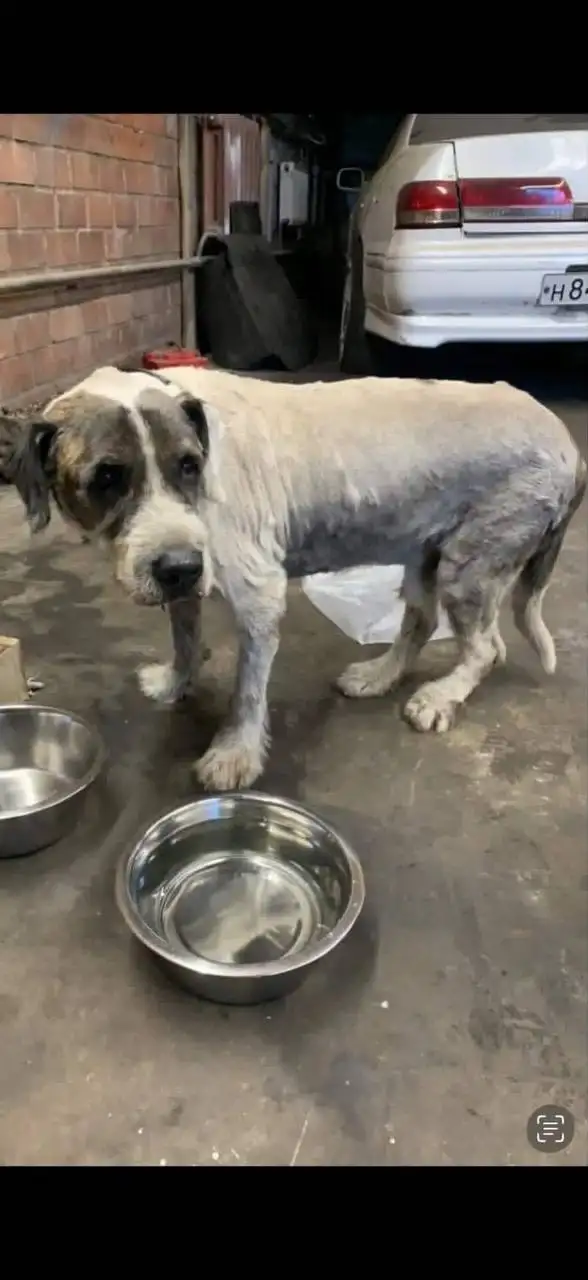 Пропал старый пес на территории лугового в Иркутске - Животные в Иркутск