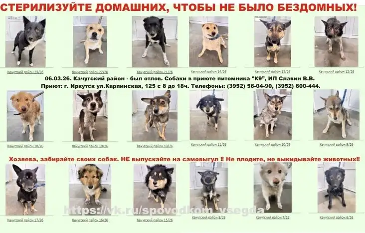 Отлов собак в Качугском районе - собаки в приюте Иркутска - Собаки (Животные) в Иркутск