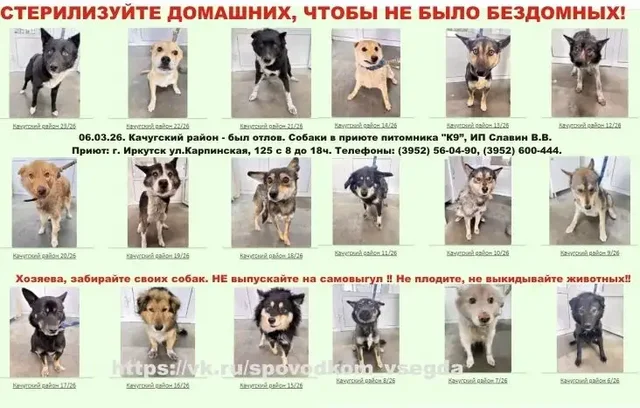 Отлов собак в Качугском районе - собаки в приюте Иркутска - Крупный рогатый скот в Иркутск
