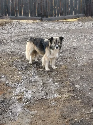 Потерялась собака Жуля в Мельничной Пади - Крупный рогатый скот в Иркутск