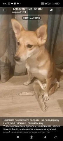 Потеряшка Иркутск Животные - Лошади в Иркутск