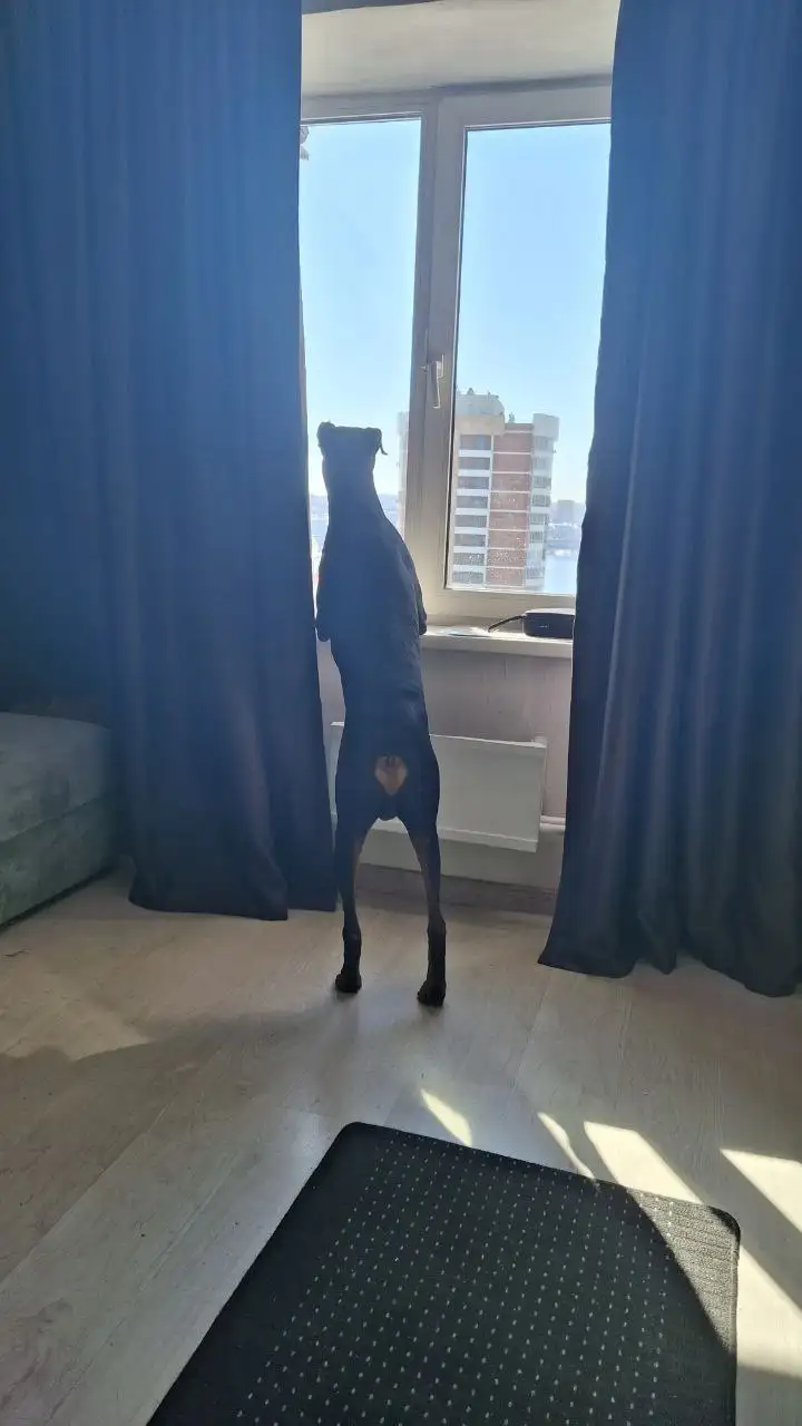 Поиск пропавшего зайца в Иркутске - Поиск животных (Животные) в Иркутск