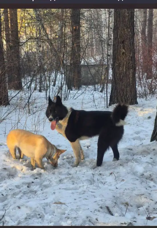 Потеряшка Иркутск Животные - Потерянные животные (Животные) в Иркутск