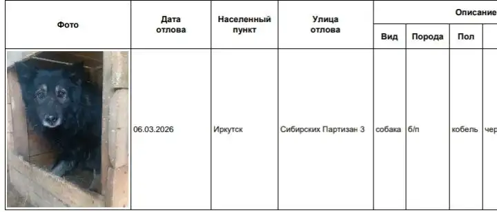 Потерянные собаки в Иркутске - Собаки (Животные) в Иркутск