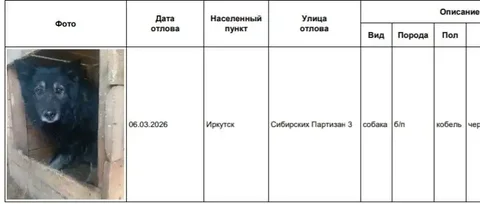 Потерянные собаки в Иркутске - Крупный рогатый скот в Иркутск