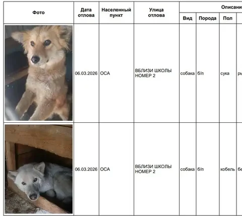 Отлов собак в приюте Усолье - частное объявление в Усолье