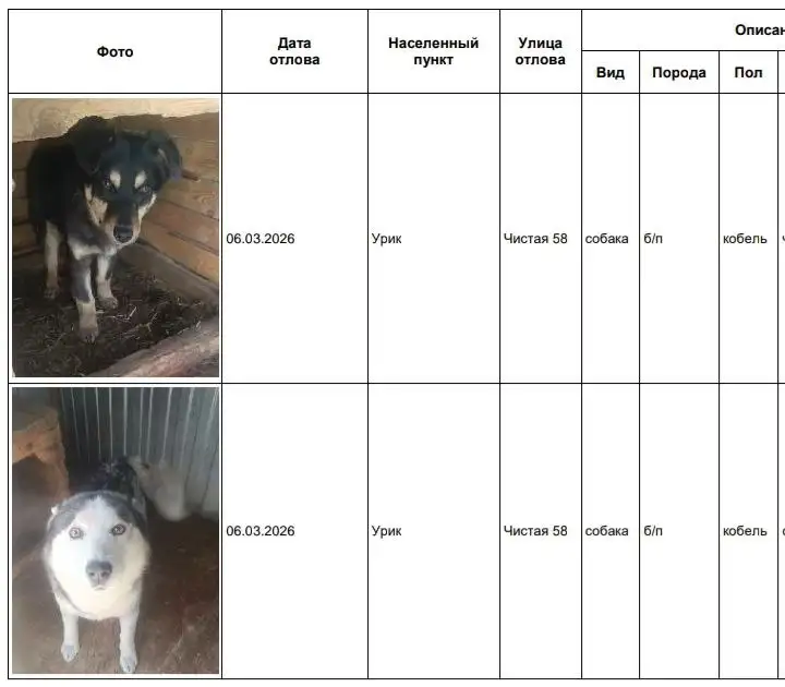 Найдена собака в приюте 5 звёзд Усолье - Собаки (Животные) в Усолье