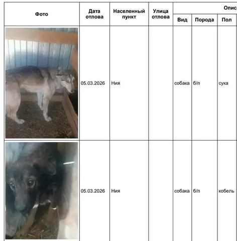 Собаки в приюте в Усолье - частное объявление в Усолье