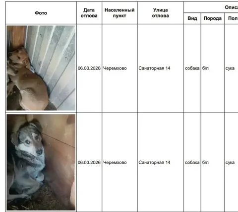Собаки в приюте в Черемхово - частное объявление в Черемхово