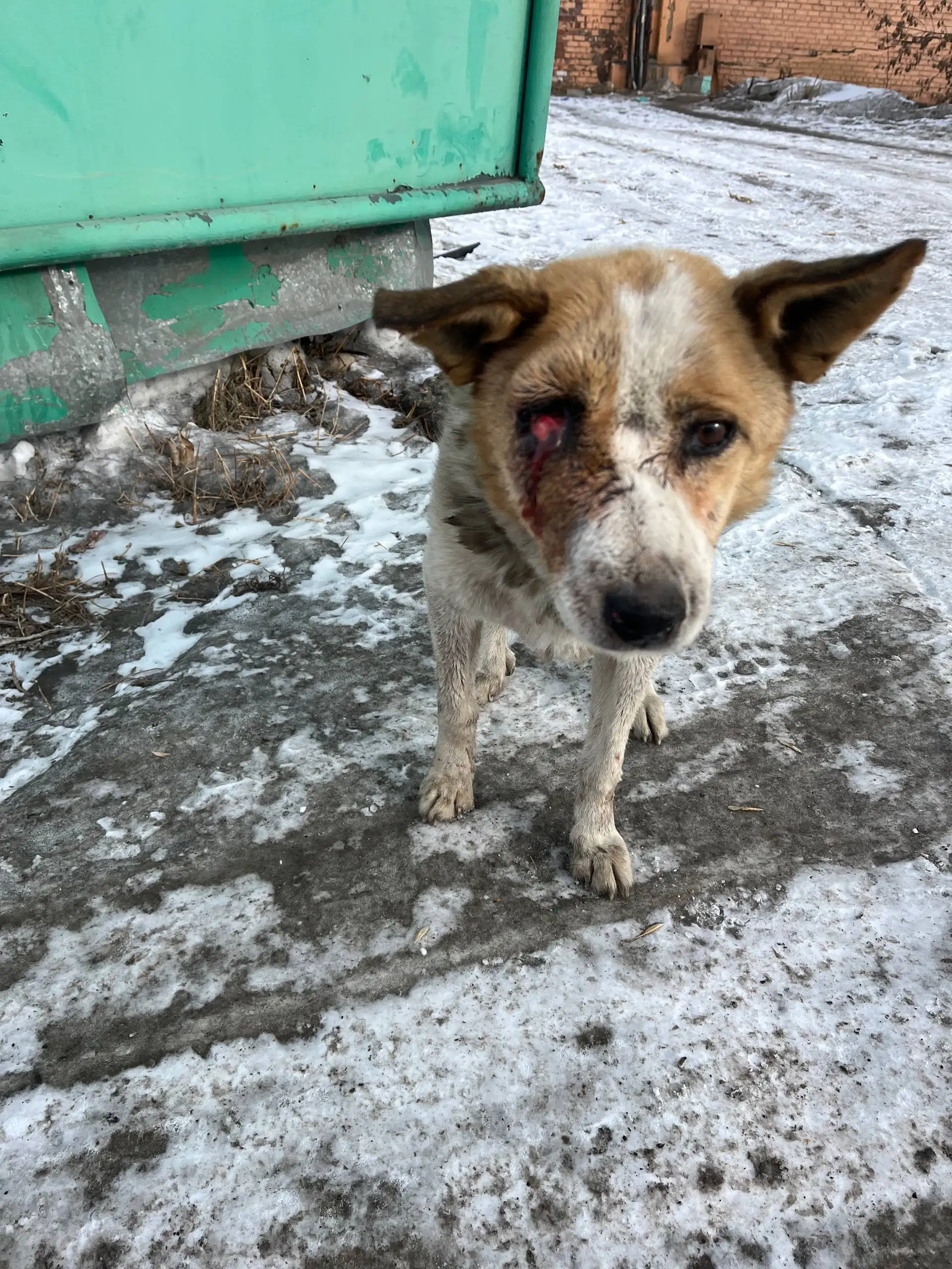 Помощь собаке в Иркутске - Крупный рогатый скот в Иркутск