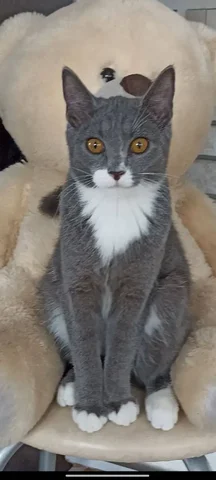 Потерялась кошечка Дуся в Ангарске - частное объявление в Ангарск