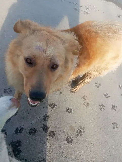 Потерянный кобель в Усолье - Потерянные животные в Усолье-Сибирское