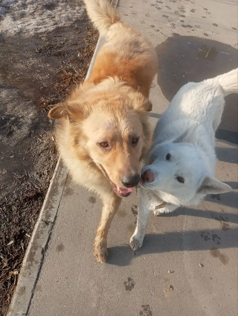 Потерянный кобель в Усолье - Потерянные животные (Животные) в Усолье-Сибирское