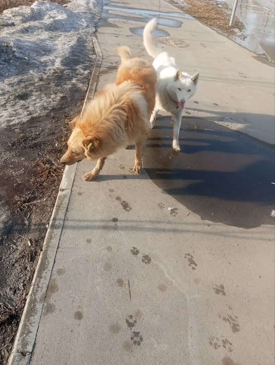 Потерянный кобель в Усолье - Потерянные животные (Животные) в Усолье-Сибирское