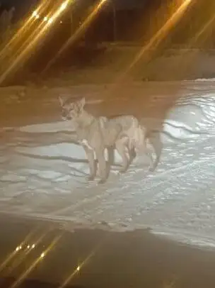 Пристройство бездомных собак после стерилизации в Рабочем - Собаки (Животные) в Иркутск