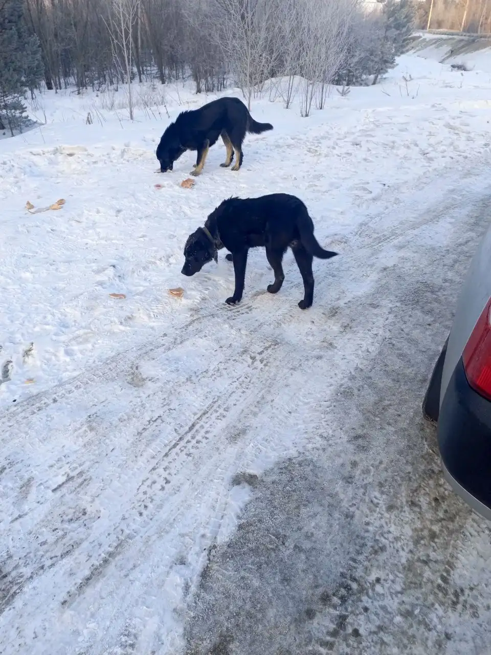 Пристройство бездомных собак после стерилизации в Рабочем - Собаки (Животные) в Иркутск