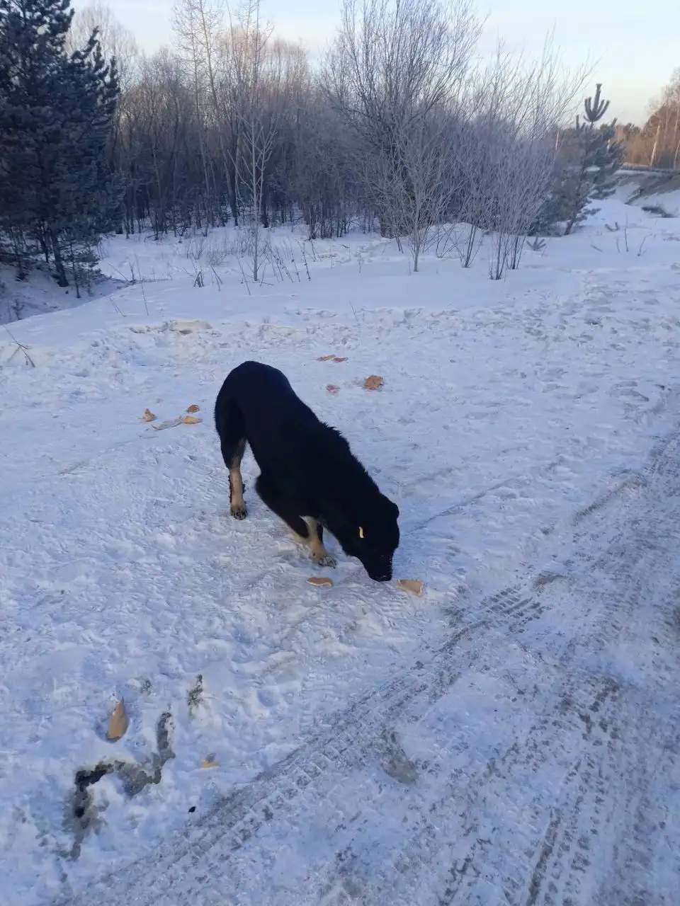 Пристройство бездомных собак после стерилизации в Рабочем - Собаки (Животные) в Иркутск