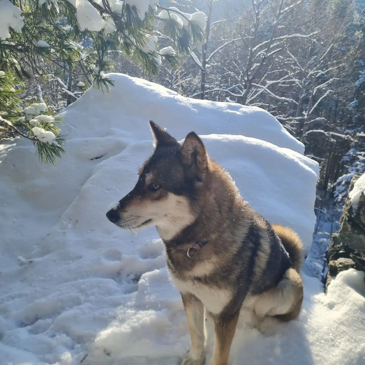 Пропала собака в районе М. Топка - Потерянные животные (Животные) в Иркутск