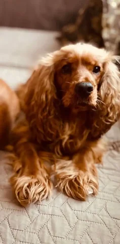 Пропала собака спаниель Николь - Крупный рогатый скот в Иркутск