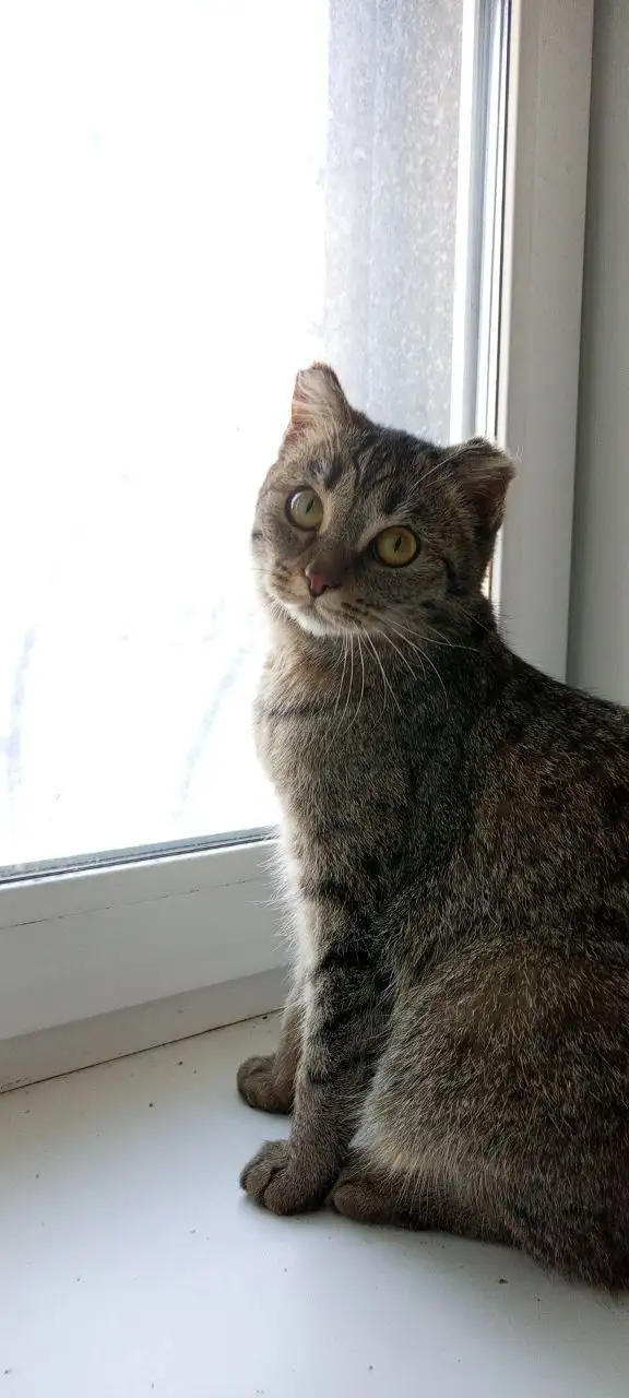 Потерянная кошка в Иркутске - Кошки (Животные) в Иркутск