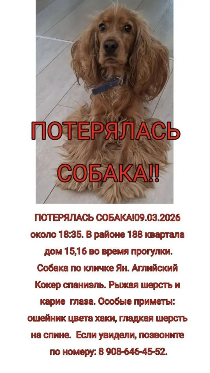 Потеряшка Иркутск Животные - Животные в Ангарск