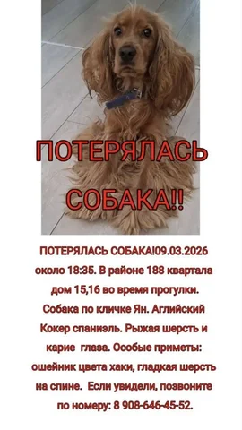 Потеряшка Иркутск Животные - частное объявление в Ангарск