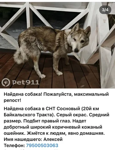 ПОТЕРЯШКА ИРКУТСК ЖИВОТНЫЕ - Крупный рогатый скот в Иркутск