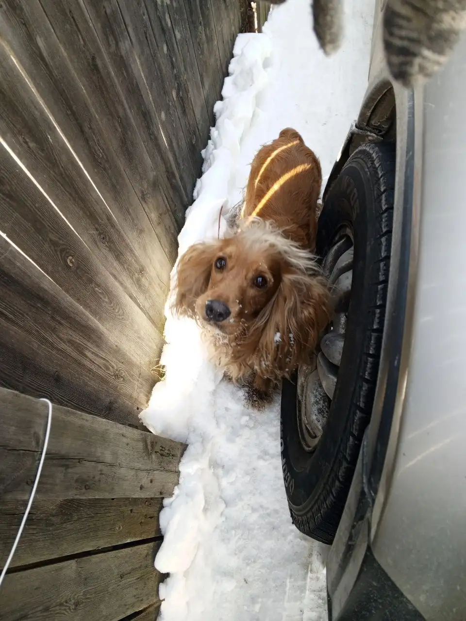 Потеряшка в Иркутске - Животные в Иркутск