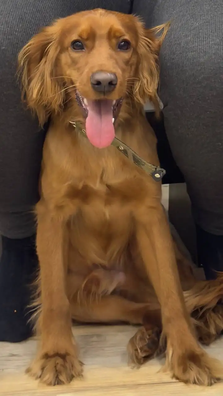 Пропала собака в Иркутске - Животные в Иркутск