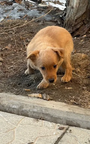 Найдена маленькая собака в Иркутске - Морские свинки в Иркутск