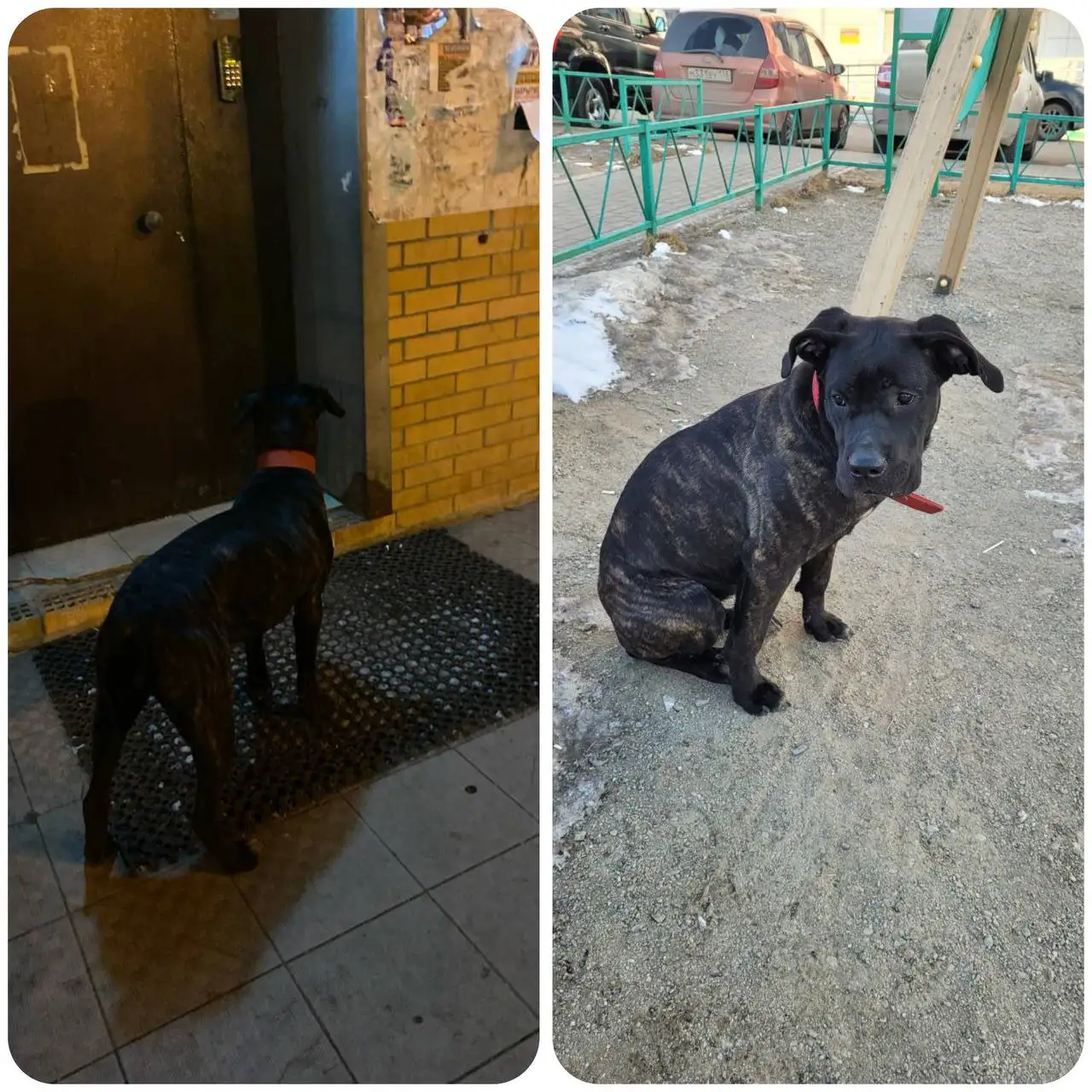 Потерянный кот в Ново-ленино - Потерянные животные (Животные) в Иркутск