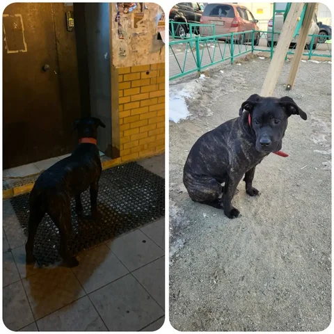 Потерянный кот в Ново-ленино - Морские свинки в Иркутск