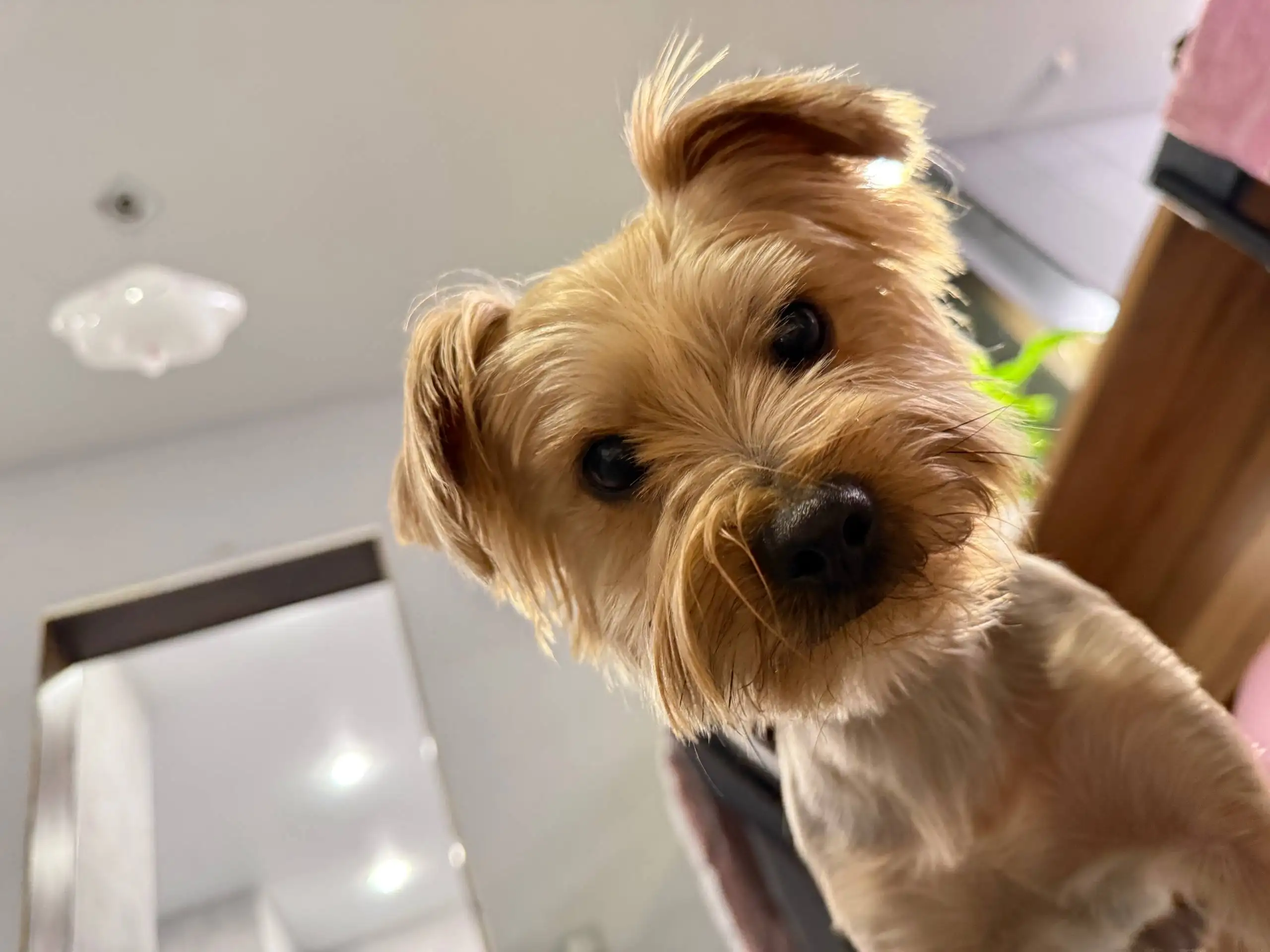 Пропала собака Йорк в Иркутске - Собаки (Животные) в Иркутск