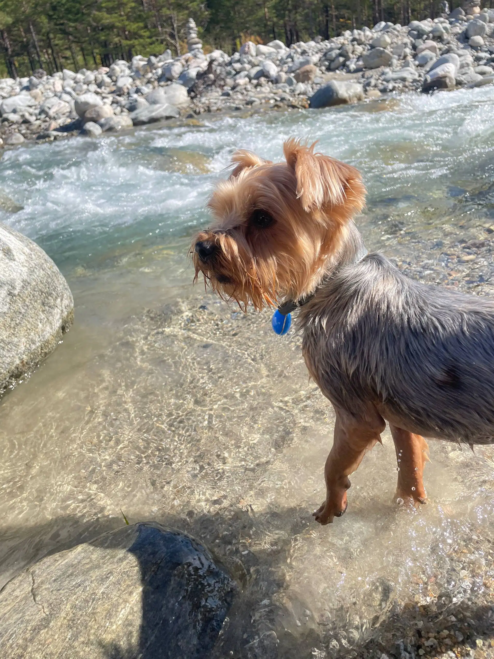 Пропала собака Йорк в Иркутске - Собаки (Животные) в Иркутск