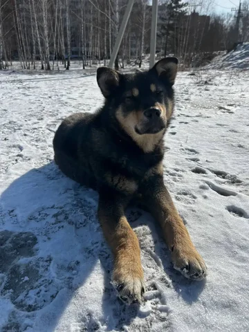 Щенок, девочка в Ново-Ленино - частное объявление в Иркутск