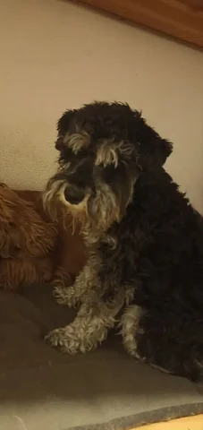 Найдена собака в Лисихе - частное объявление в Лисиха